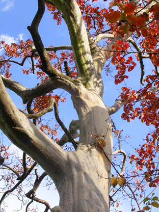 Autumn-Tree.jpg