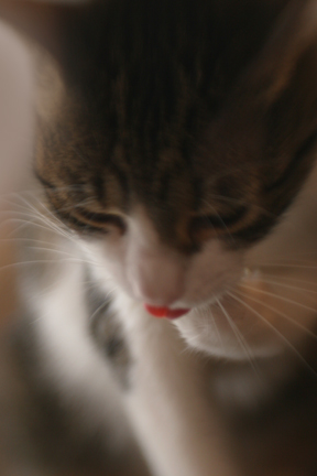 Cats-Tongue.jpg
