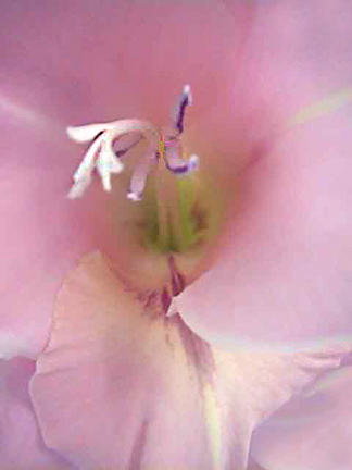 04-17-22_Gladiolus.jpg